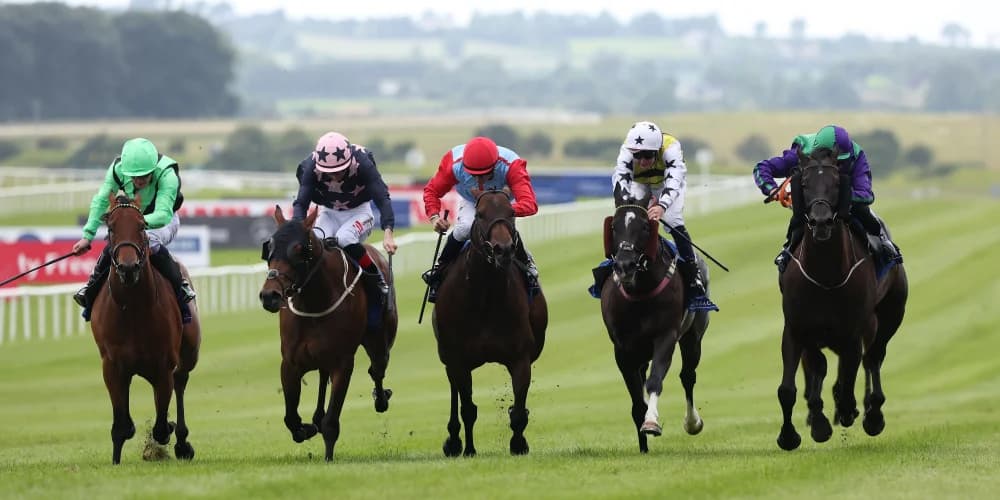 My Mate Alfie proves fastest in Curragh Dash