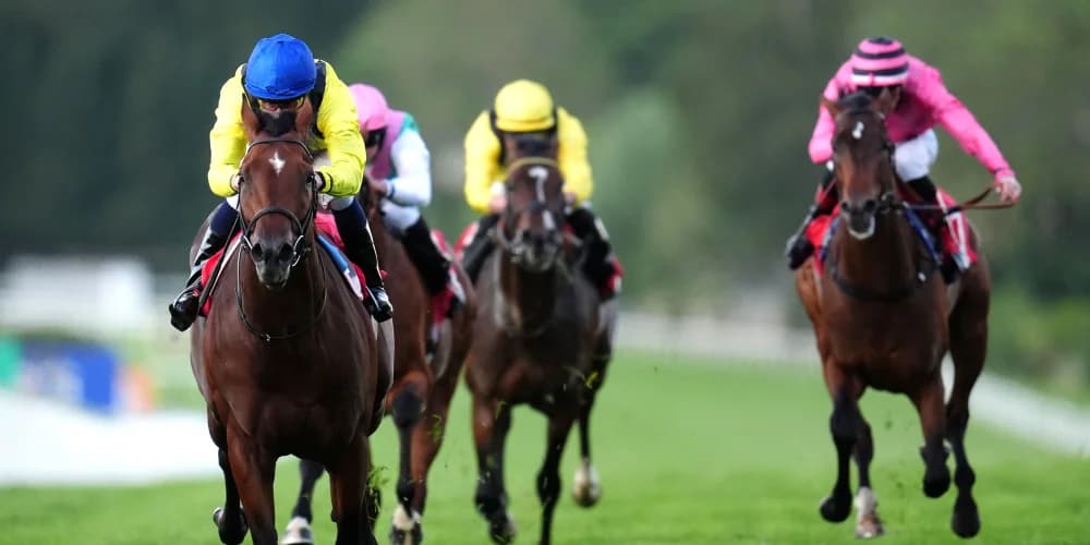 Almaqam in frame for York outing