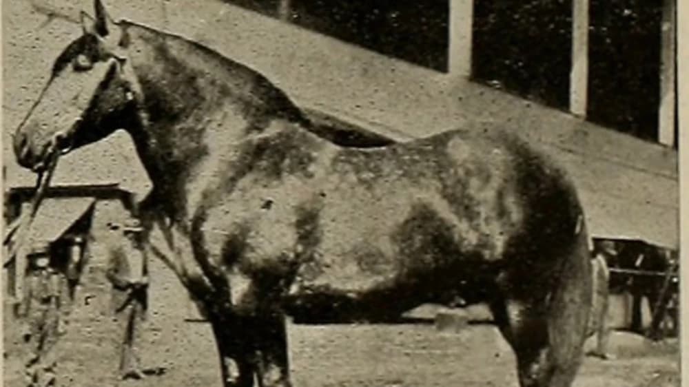 Blue Peter: The Legendary Racehorse of the 1960s