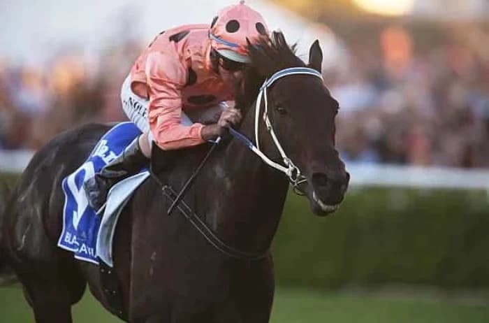 Black Caviar: The Undefeated Champion of Horse Racing