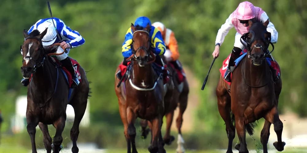 Caius Chorister relishing drop in trip for Lillie Langtry tilt