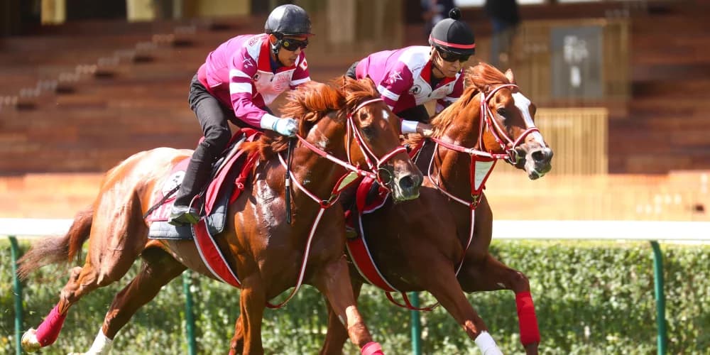 Shin Emperor all set for Irish Champion-Arc double after Paris gallop