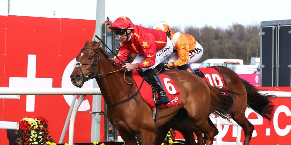 Nicol believes Wise Eagle will be ready to soar in Ebor