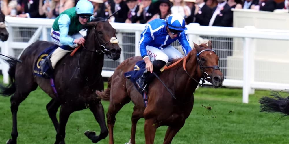 Haggas hopes that Forest will flourish as they continue to travel.