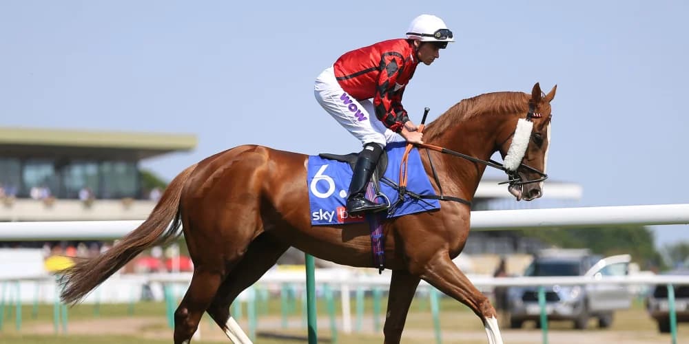 Fellowes pondering options for The Wizard Of Eye