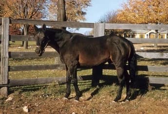 Man o' War: The Legendary Racehorse