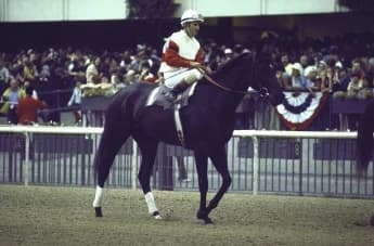 The Legendary Life and Legacy of Racehorse Ruffian