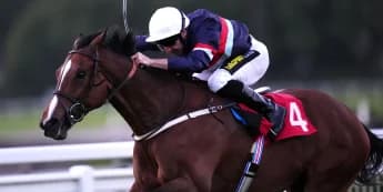 Dual Identity is going to try again for success in Cambridgeshire