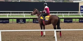 Forever Young Primed for Breeders Cup Classic Success