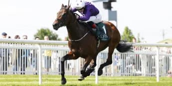 Bucanero Fuerte Eyes Six-Furlong Redemption at Ascot's Champions Sprint