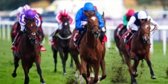 Impressive blossoms of desert flowers May Hill accomplishments