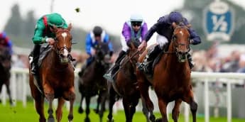 Calandagan Eyes Qipco Champion Stakes After Valiant York Performance