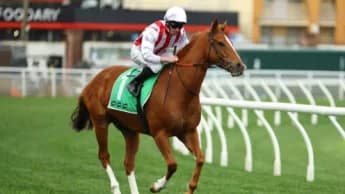 Moby Dick Shines as Star Contender in $1 Million Meteorite