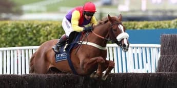 Gold Cup hero Native River sparkles in the showing ring