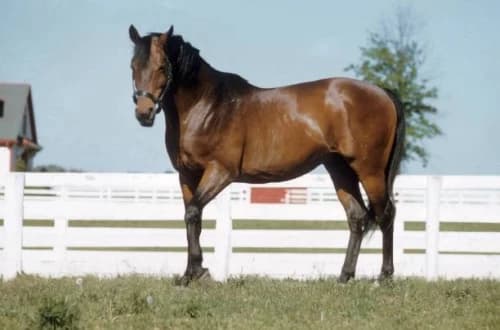 Citation: The Legendary Triple Crown Champion