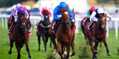 Impressive blossoms of desert flowers May Hill accomplishments