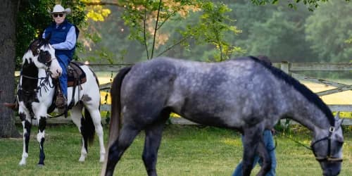 Stall one, but legend Lukas expecting big Seize The Grey run in Belmont