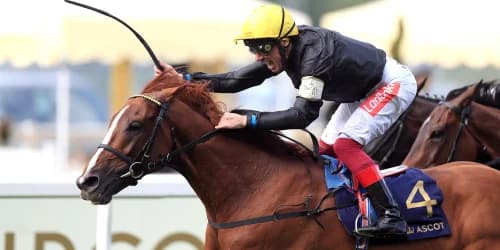 Gold Cup hero Stradivarius centre of attention in new home at National Stud