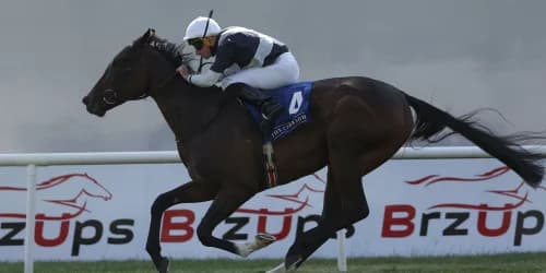 "Dreamy’s Perfect Career Start Rolls On with Latest Win"