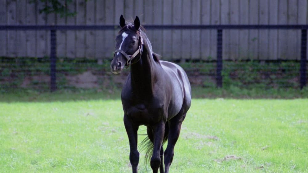 Sunday Silence: The Legendary Thoroughbred Who Defined an Era