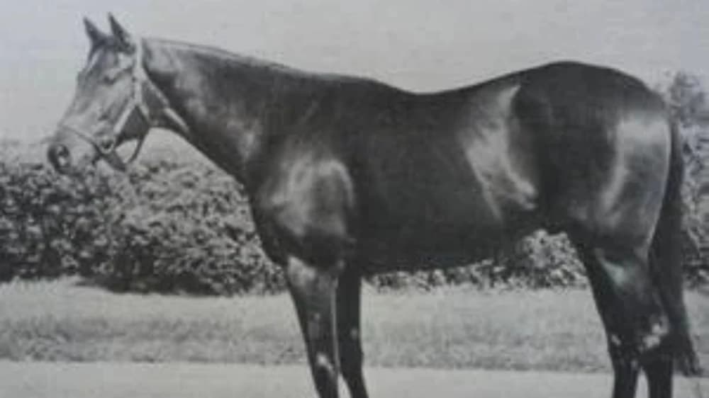 Tim Tam: The Heart of a Champion – A Legacy of Grit, Glory, and Grace