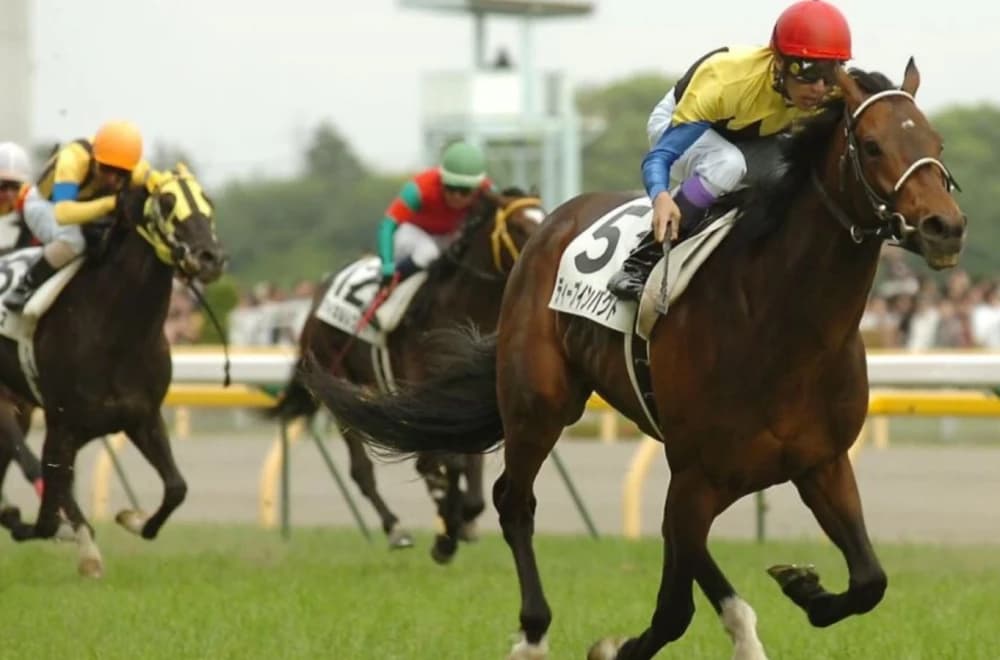 Kikuka Sho Preview: The Japanese St. Leger Awaits