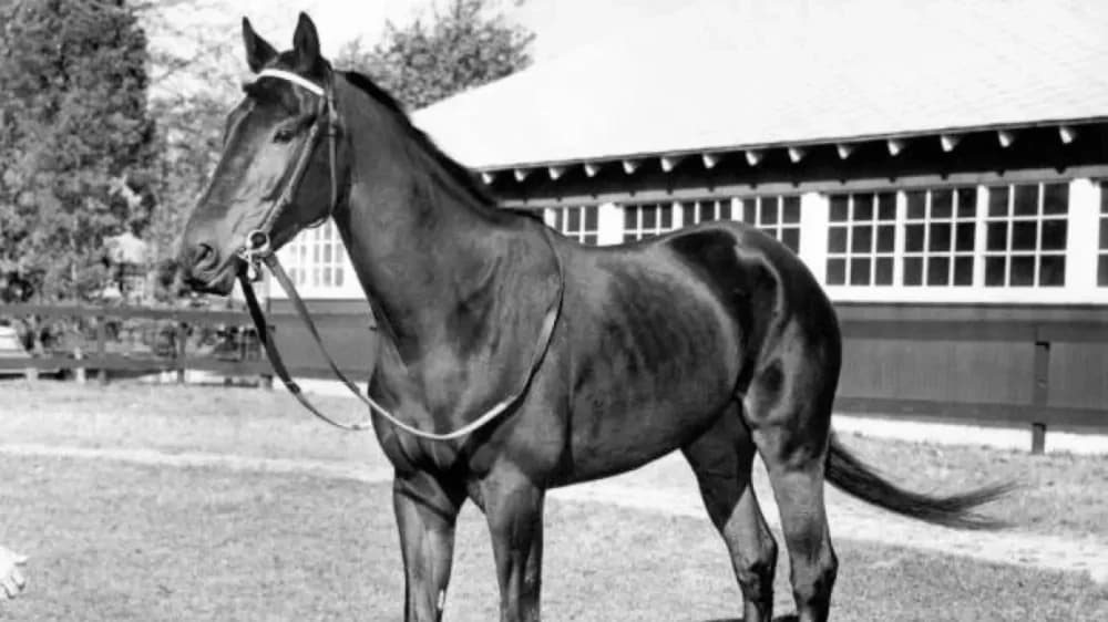 The Legendary Racehorse Kelso: A Champion's Legacy