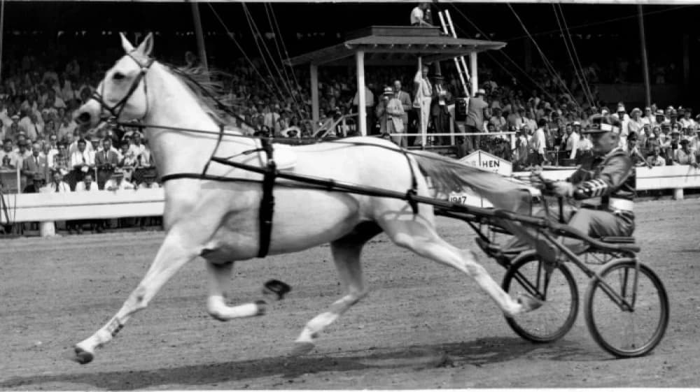 Greyhound: The Untold Journey of a Racing Legend