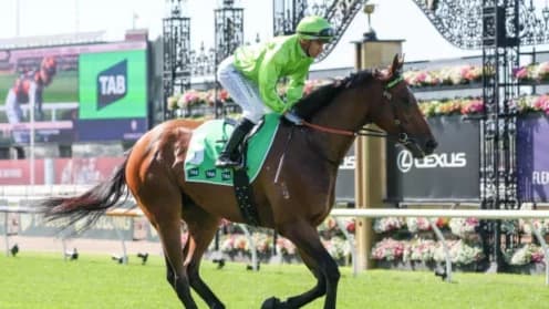 Berkeley Square Prepares for Key Test in Melbourne Cup Journey
