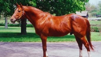 Secretariat: The Legend of Horse Racing