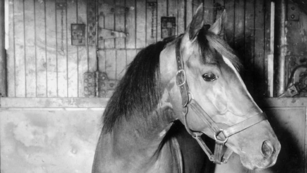 Whirlaway: The Legendary Triple Crown Champion Who Defined Horse Racing Excellence Whirlaway: The Legendary Triple Crown Champion Who Defined Horse Racing Excellence