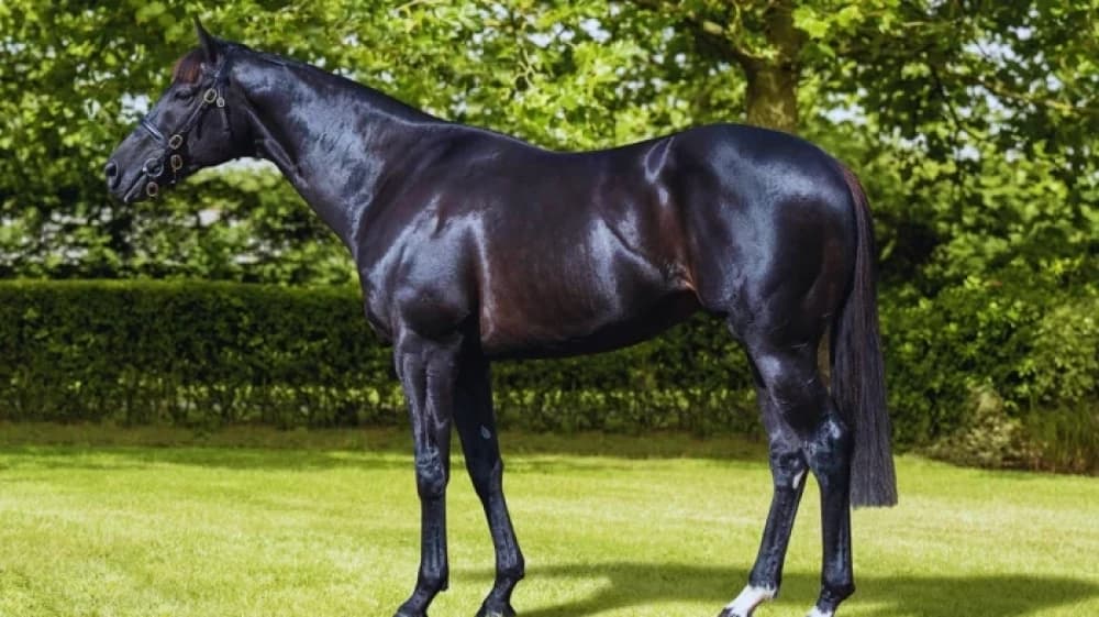 Mostahdaf: The Versatile Star of the Turf