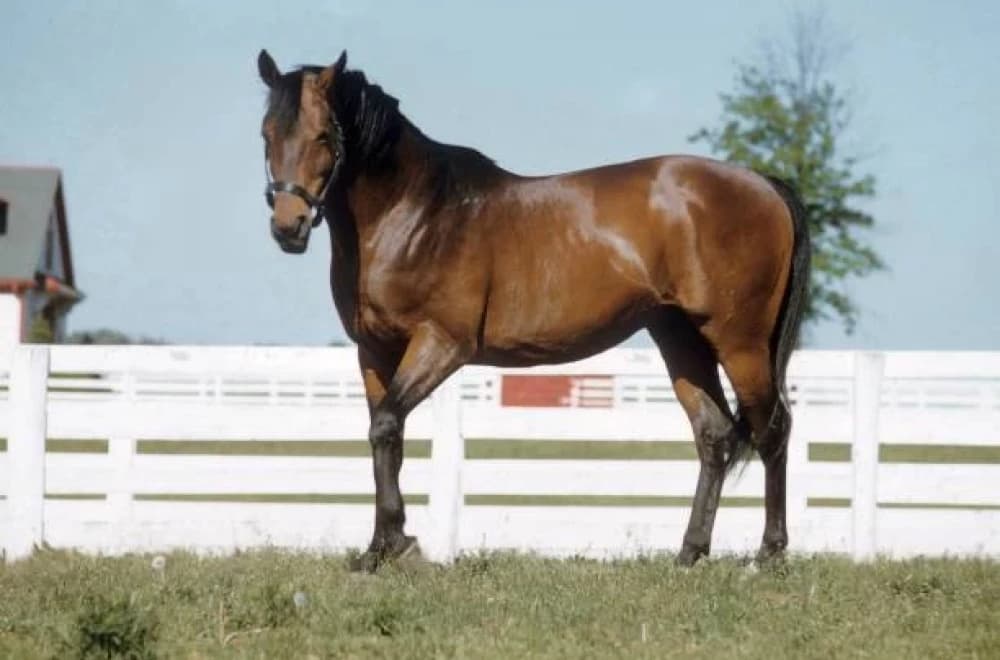 Citation: The Legendary Triple Crown Champion