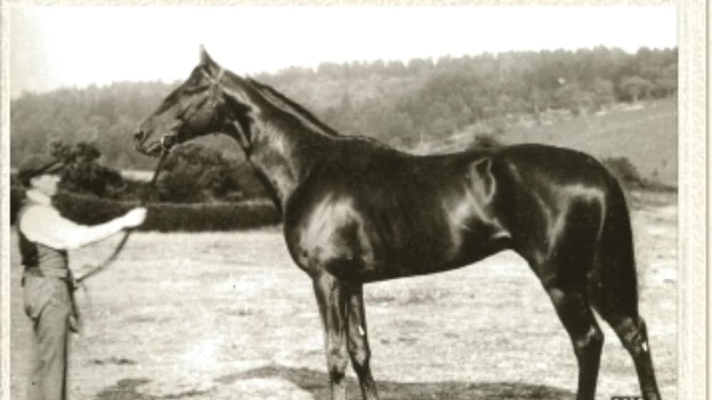 The Legacy of Fifinella: A Champion Racehorse The Legacy of Fifinella: A Champion Racehorse