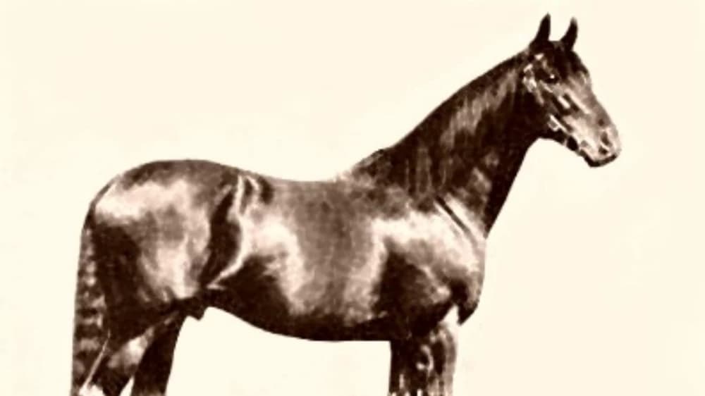 Gainsborough: The Legendary Racehorse and Influential Sire Gainsborough: The Legendary Racehorse and Influential Sire