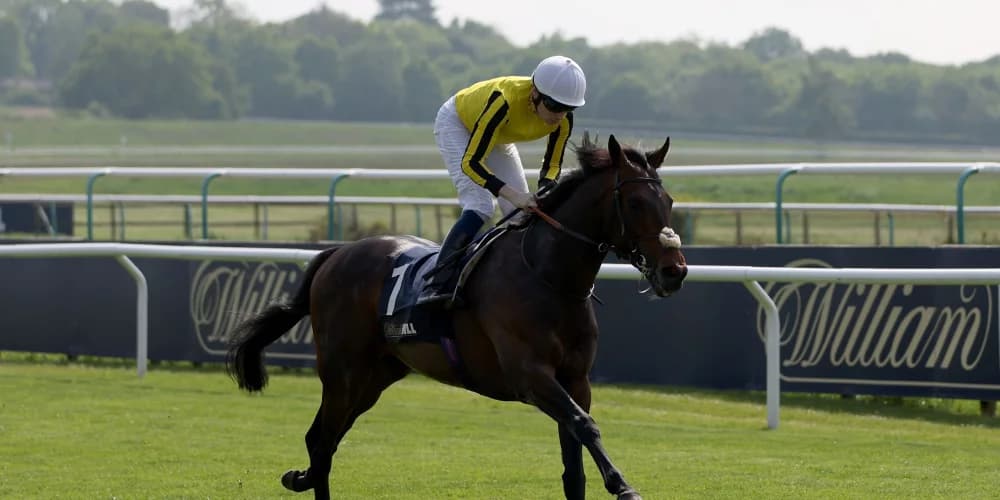 Ambiente Friendly Bounces Back After Disappointing York Run, Future Plans Under Review Ambiente Friendly Bounces Back After Disappointing York Run, Future Plans Under Review