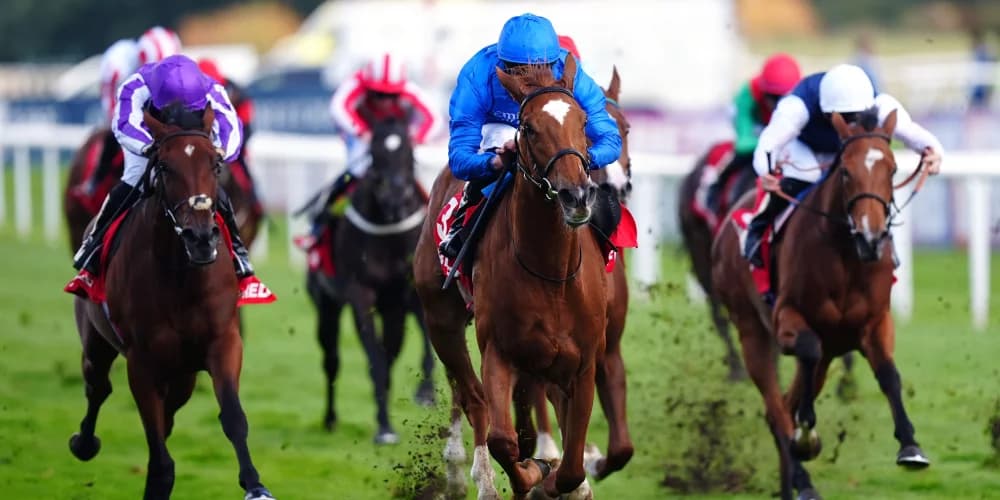 Impressive blossoms of desert flowers May Hill accomplishments