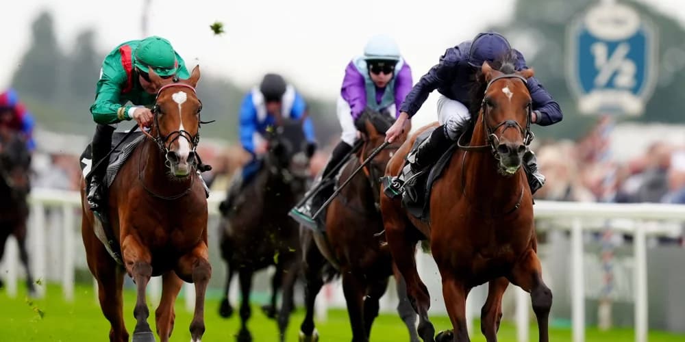 Calandagan Eyes Qipco Champion Stakes After Valiant York Performance Calandagan Eyes Qipco Champion Stakes After Valiant York Performance