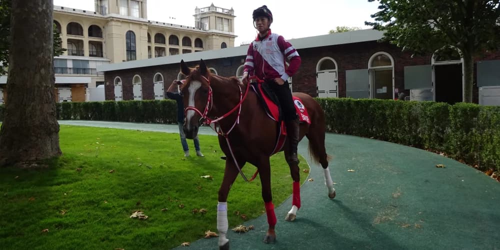 All systems go for Shin Emperor at Leopardstown All systems go for Shin Emperor at Leopardstown