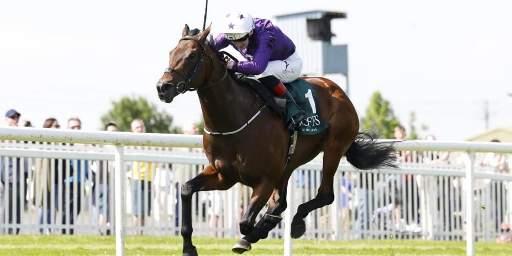 Bucanero Fuerte ruled out of Commonwealth Cup