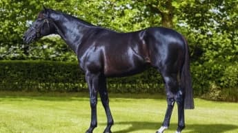 Mostahdaf: The Versatile Star of the Turf Mostahdaf: The Versatile Star of the Turf