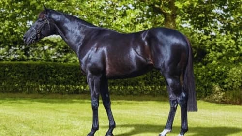 Mostahdaf: The Versatile Star of the Turf Mostahdaf: The Versatile Star of the Turf